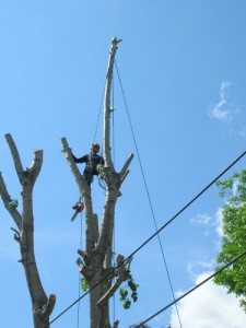 Matt removing a poplar.