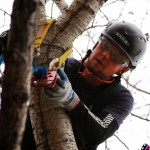 ISA Certified Arborist Matt Davis Calgary AB