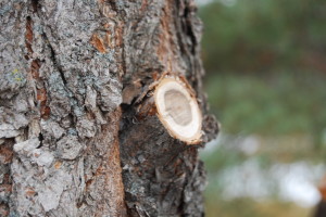 Pruning - Elm Pruning