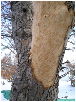 Dogs chewing on tree bark