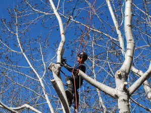 Expert Tree Removal