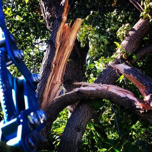 Day_7_of__stormdamage_cleanup._Will_be_many_Green_Ash_trees_removed_in__yyc_over_the_next_couple_years.___treework__arborist