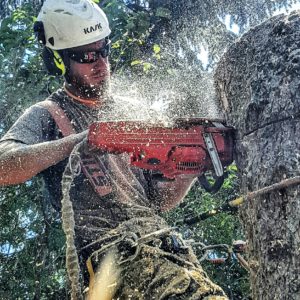 Tree Experts Calgary