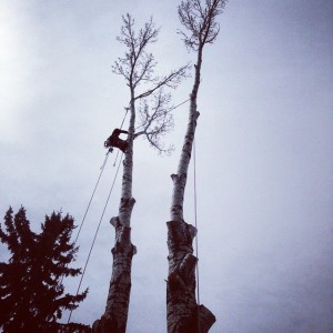 Poplar Tree Removal Calgary