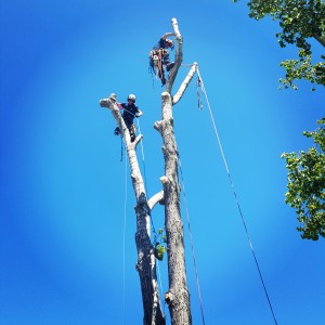 Storm Damaged Poplar Removal Calgary