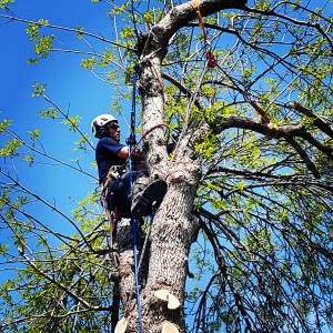 Green Ash Removal Calgary