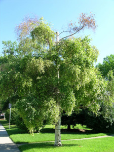 Birch With Dead Top