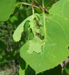 Caterpillar Feeding Damage