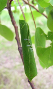 Leaf Tier - Aspen