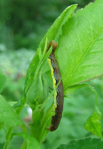 linden Looper - Caterpillar