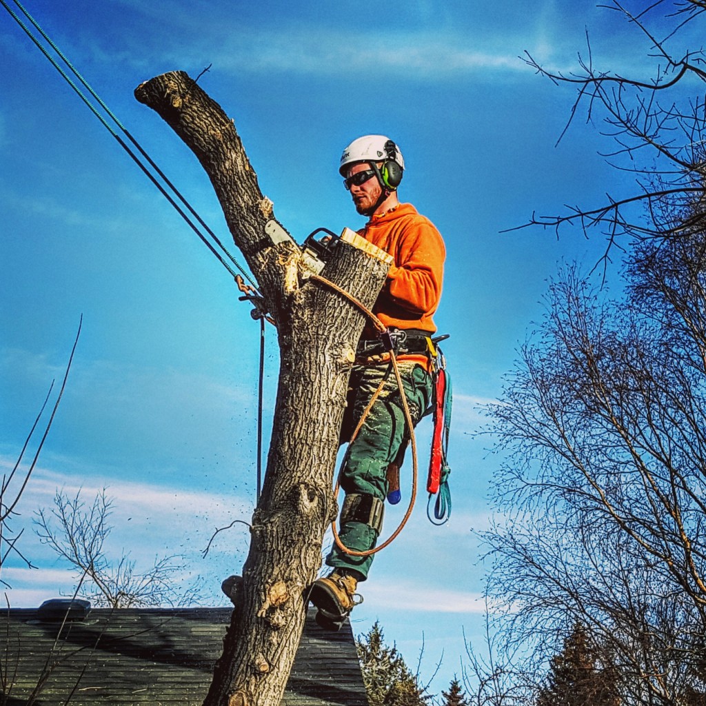 Arborist Tree Removal Calgary