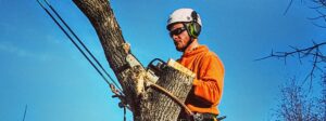 Arborist Tree Removal Calgary