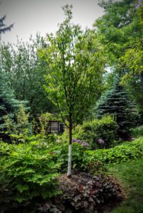 Tree Planting and Replacement Calgary AB