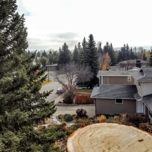 calgary-arborist-tree-removal-calgary