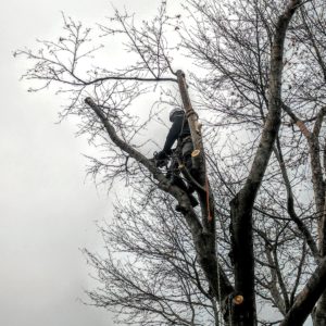 Pruning of Mountain Ash by Tree Expert