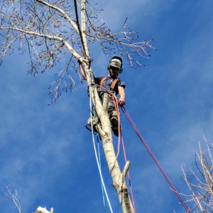 Poplar Tree - Top Removal