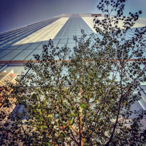 Downtown Calgary Birch Tree Pruning