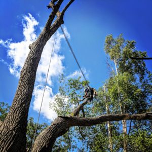 Large Willow Tree Removal Calgary