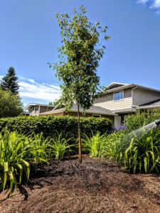 Calgary Tree Planting Experts