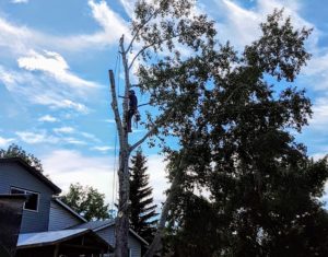 Poplar Tree Rigging and Removal Calgary Arborist