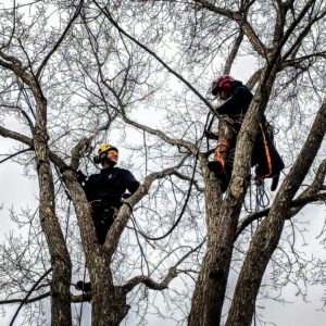 Adair Tree Support Install Elm