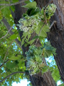 Wooly Elm Aphid Infestation on American Elm