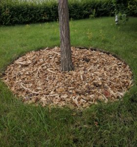 wood chip tree well