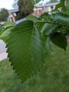 Elm Leaf Calgary Alberta